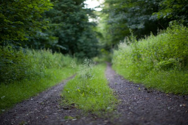 Route dans la forêt où beaucoup de verdure