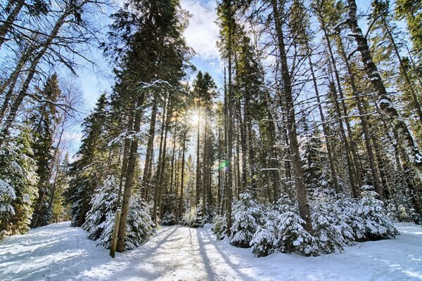 Ein Winterwald, umgeben von schönen Bäumen