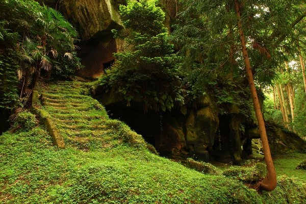 Paisagem florestal com escadas Cobertas