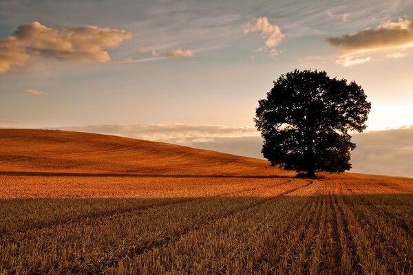 Wheat field rural sunset