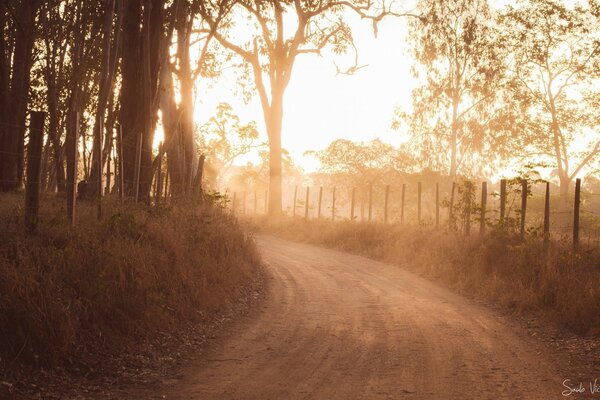 A foggy rural road. Soft sun. Dusty road