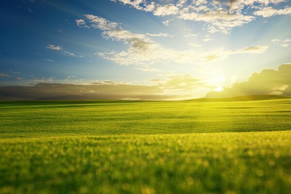 A warm summer evening and sunset over a green field