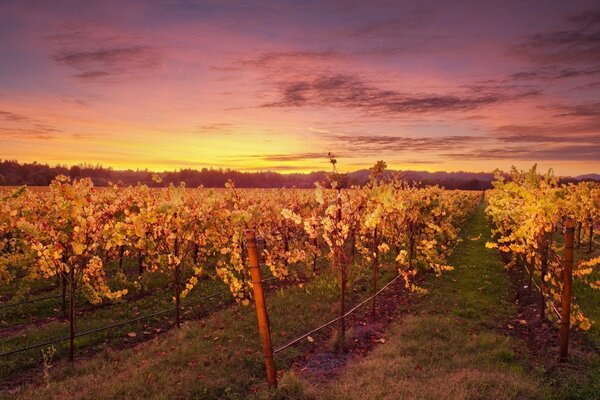 Paesaggi di vigneti e alberi autunnali