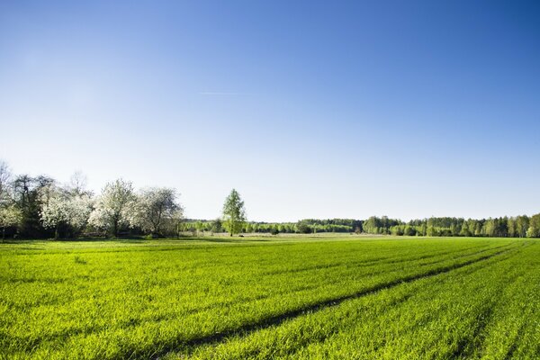 Geräumige Felder. Frühling, alles blüht