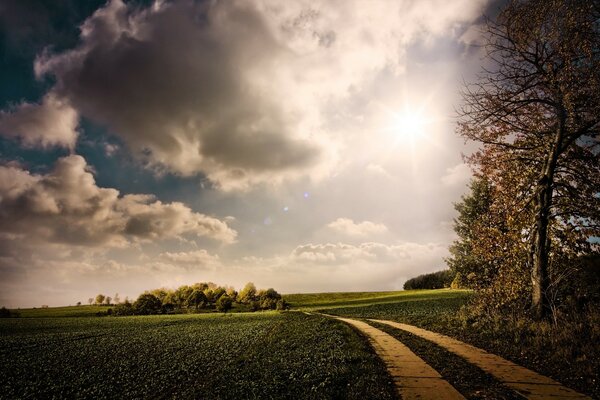 Straße im Feld, in der Nähe des Waldes