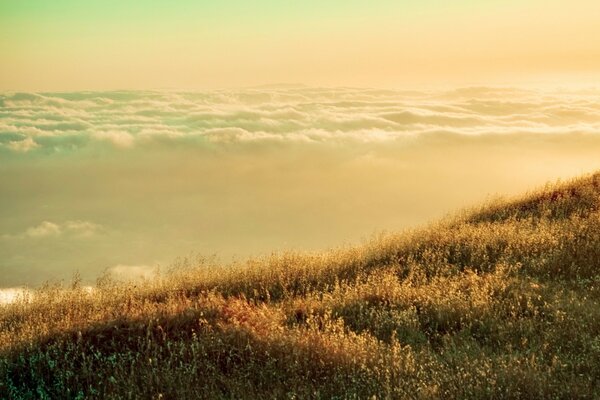 The field in the rays of the setting sun