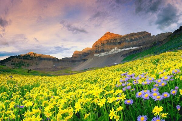 Fields with flowers. High mountains. Evening