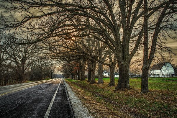 Autumn trees. The road into the distance