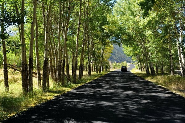 Ferner glücklicher Weg im Wald