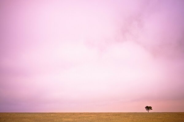 Árvore solitária no fundo do céu rosa antes do pôr do sol