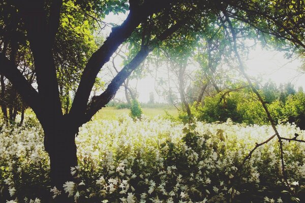 Ein Baum auf einer Lichtung in der Sonne