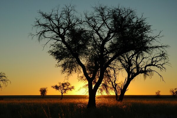 Landscapes of a tree at dawn and sunset