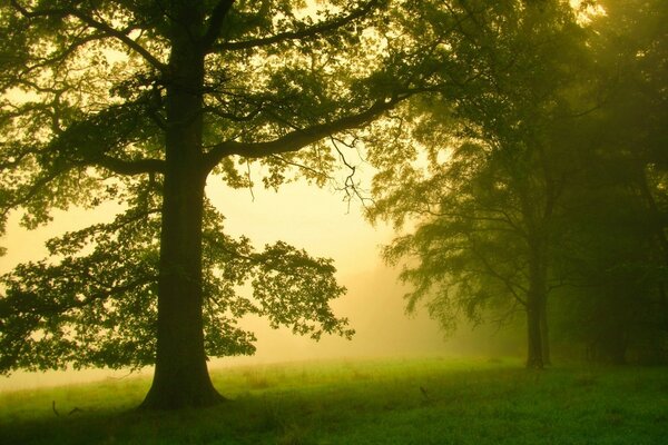 Mist im Nebel malt eine Landschaft