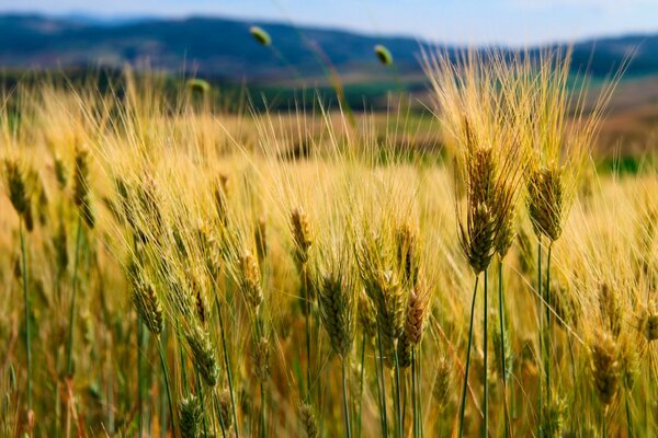 Paisajes de pastizales, trigo y maíz