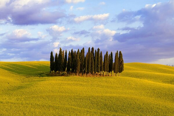 Alberi in un campo sullo sfondo di un bel cielo