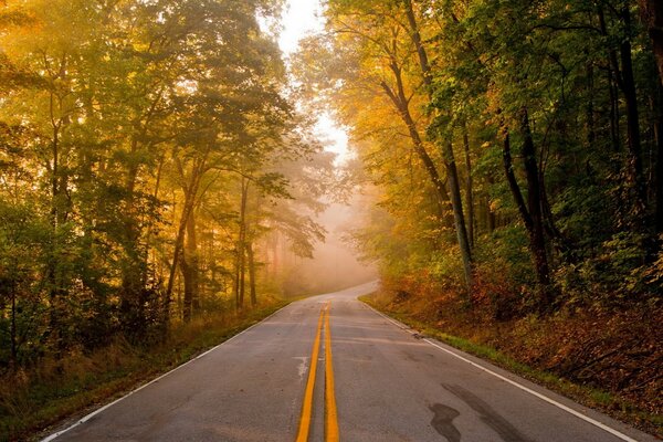 Autumn Road tra gli alberi