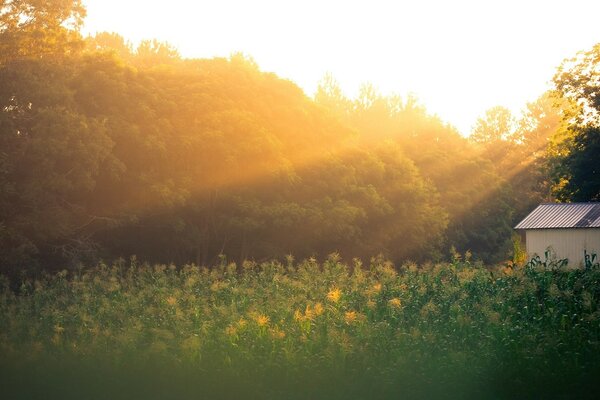 Hermoso amanecer en el campo