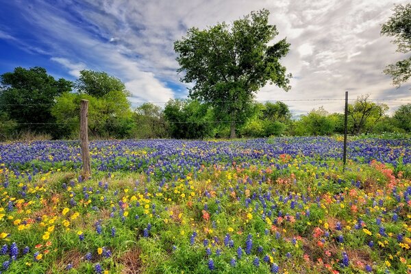 Campo de flores en la naturaleza