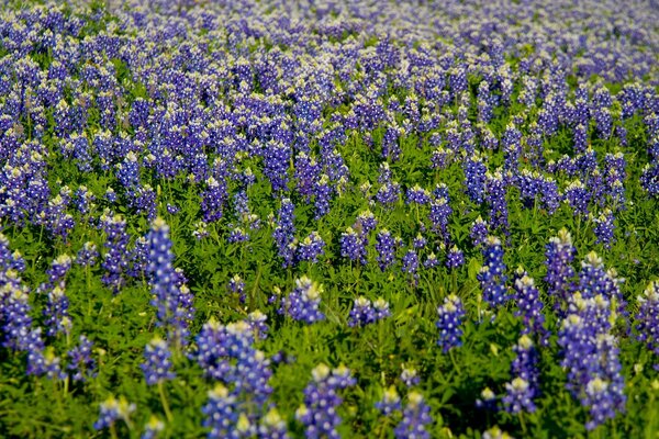 Many beautiful purple flowers in inflorescences. Field of colors