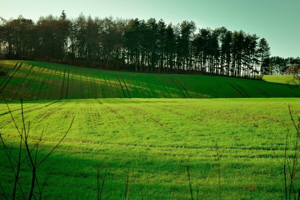 Paysage champ vert et herbe arbres et arbustes