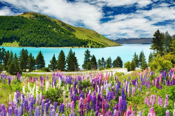 Landscape nature of lupin