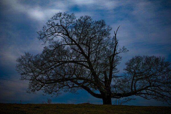 Ein Baum auf dem Hintergrund des Nachthimmels