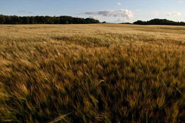 A spiky field against the background of a forest and a blue sky