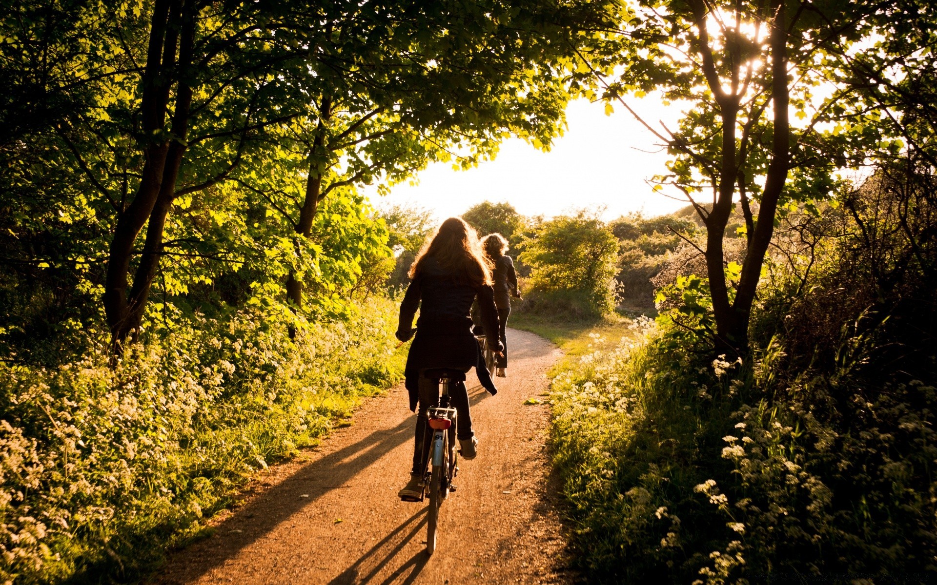 europa árvore ao ar livre estrada madeira sozinho luz do dia férias aventura viajar natureza adulto férias ciclista sentado pegada