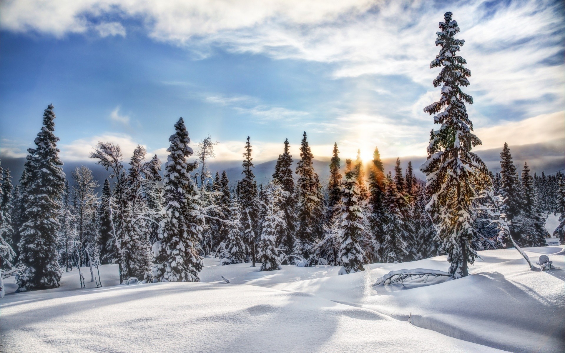 europe neige hiver froid gel bois congelés bois sapin evergreen saison épinette paysage scénique glace noël montagnes pin météo neigeux conifères