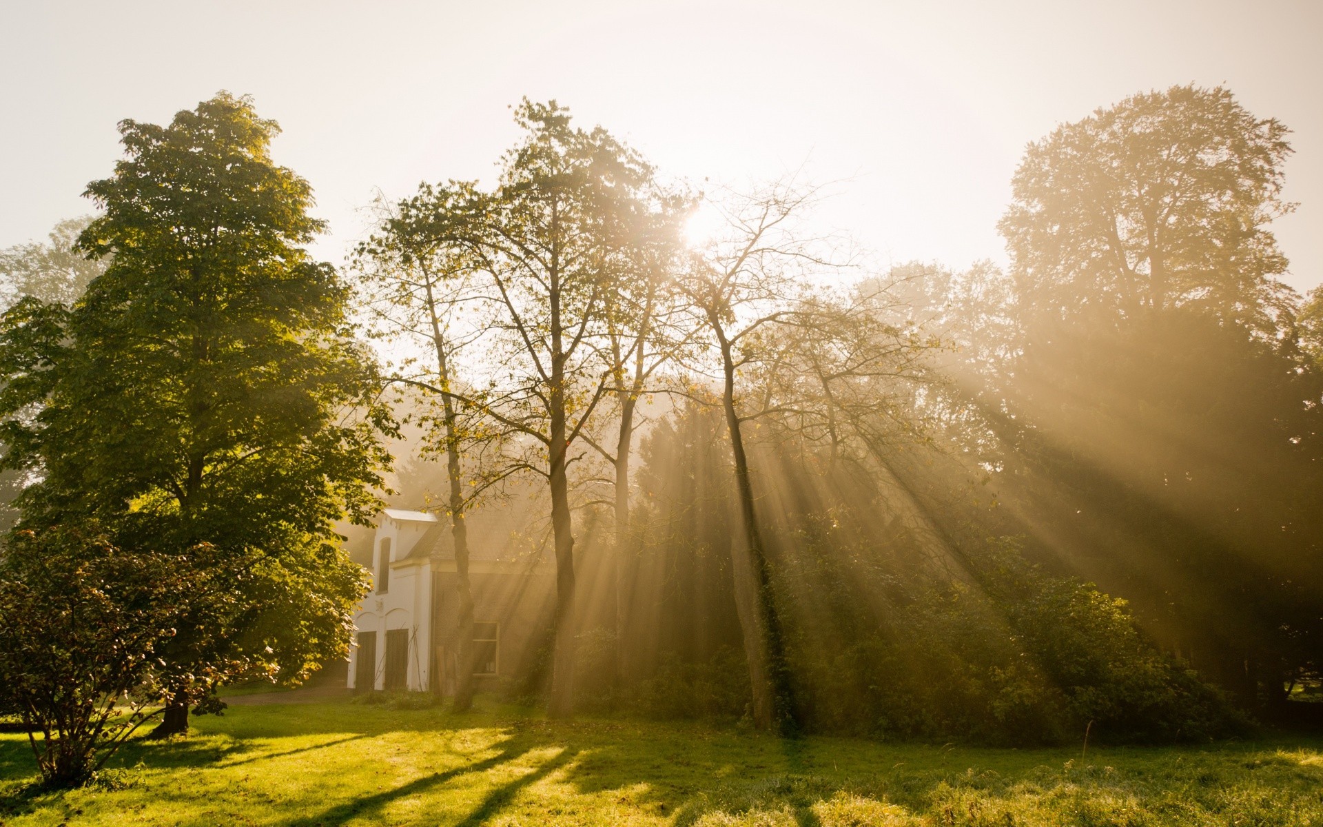 europe fog landscape tree mist dawn nature countryside sun wood fall rural road park fair weather weather scenic season leaf grass light