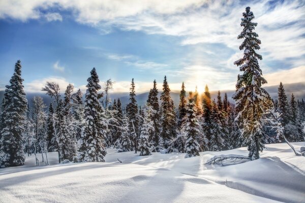 Kalter Winter im Schnee des Waldes