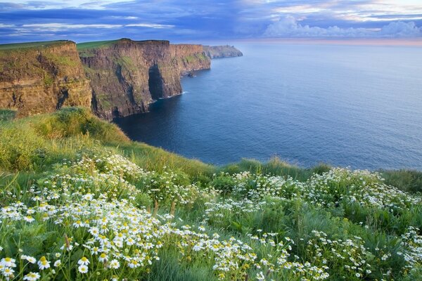 Daisies on a cliff by the blue sea