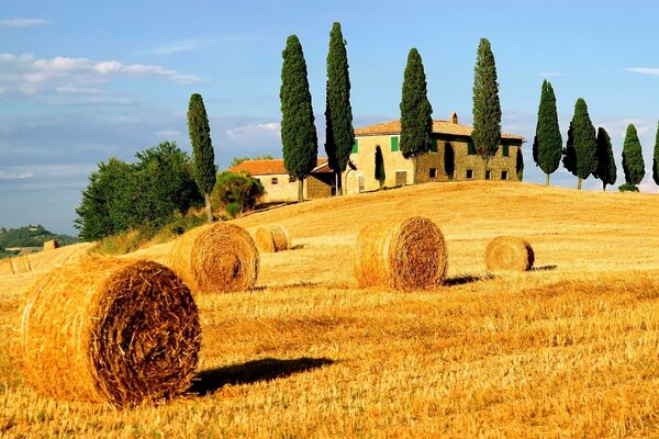 Golden straw bales on the field