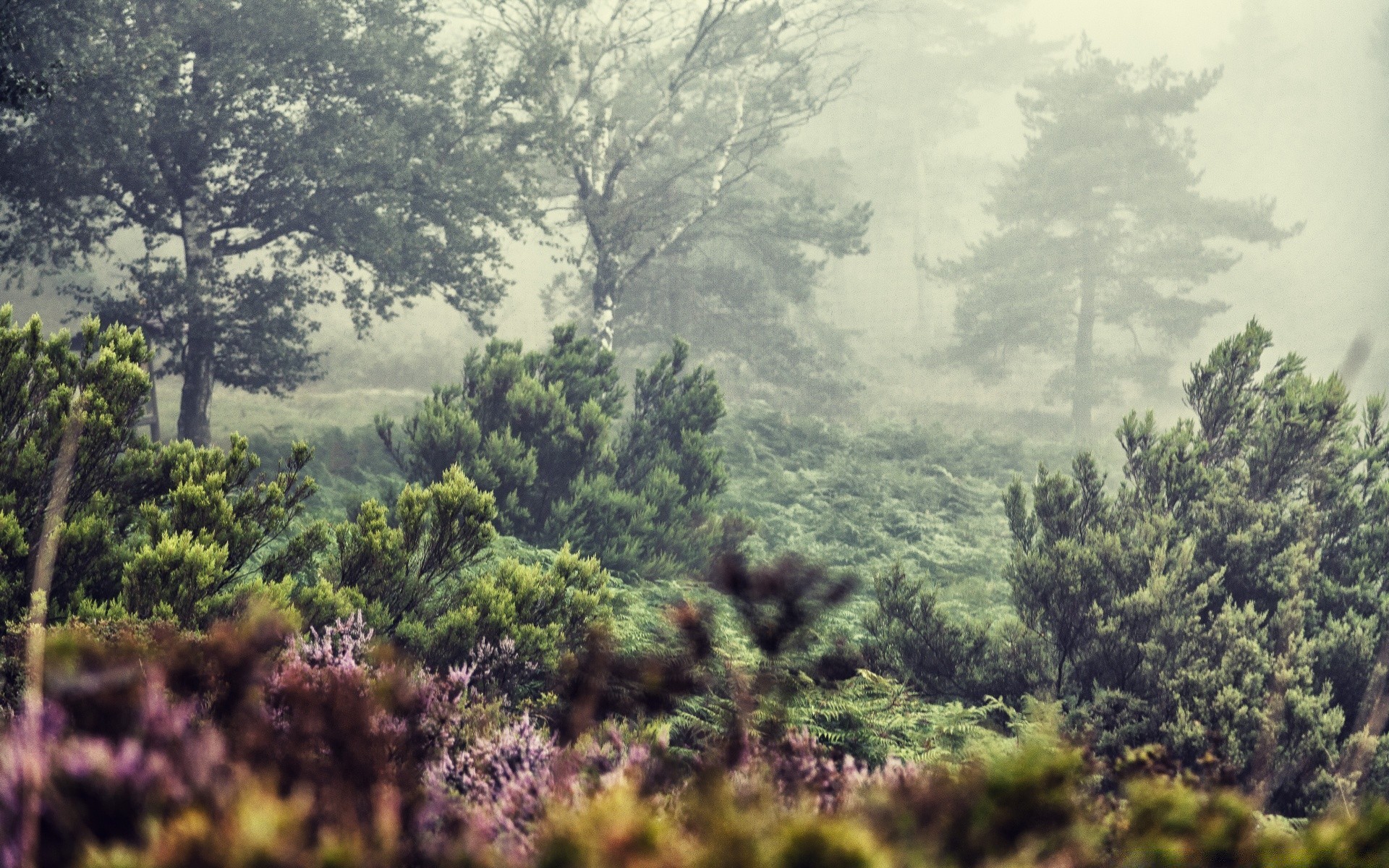 europa drzewo krajobraz natura na zewnątrz drewno niebo malownicze flora podróże góry wzgórze spektakl lato środa trawa liść mgła