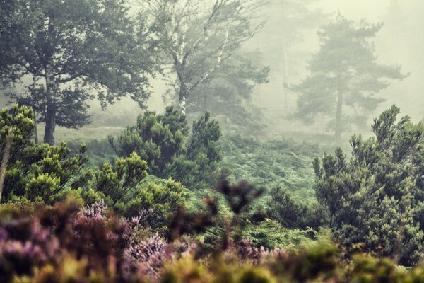 Nebbia nella foresta europea estiva