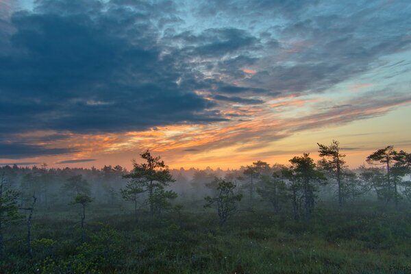 Voyage en Europe. Coucher de soleil dans la forêt