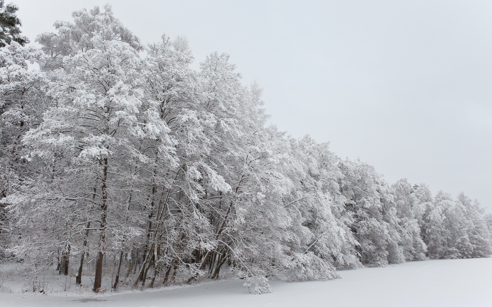 europe hiver neige gel froid arbre saison congelés météo paysage bois glace scène scénique neige-blanc neigeux branche nature givré parc