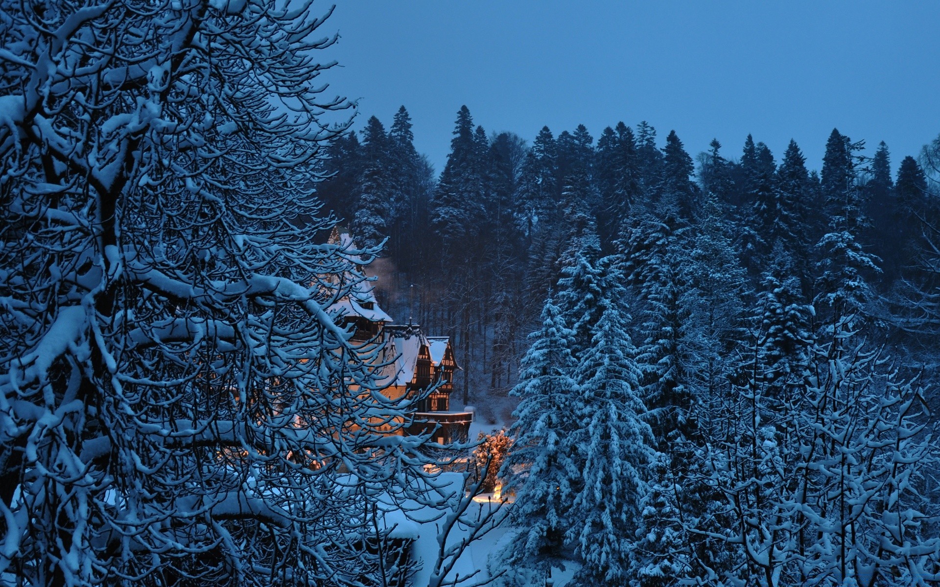 europe winter snow frost tree cold wood season frozen nature pine fir icy evergreen ice spruce christmas desktop conifer