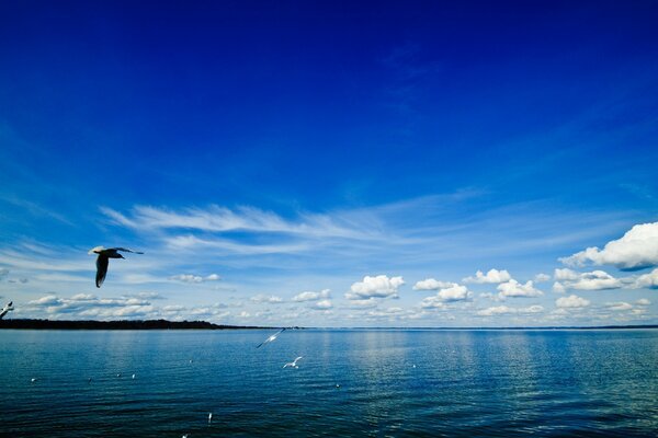 The blue sea. Seagulls are flying