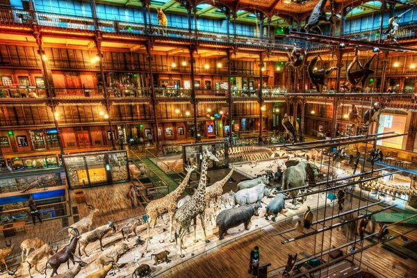 Museo de exposiciones en el mundo de la vida silvestre