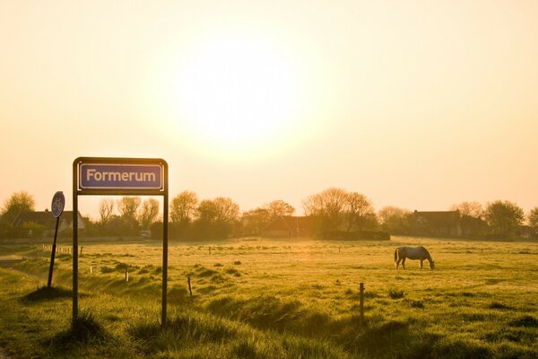 A horse in nature. Yellow sky