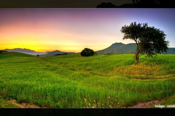 Landscape meadow with a lonely tree and mountains at sunset