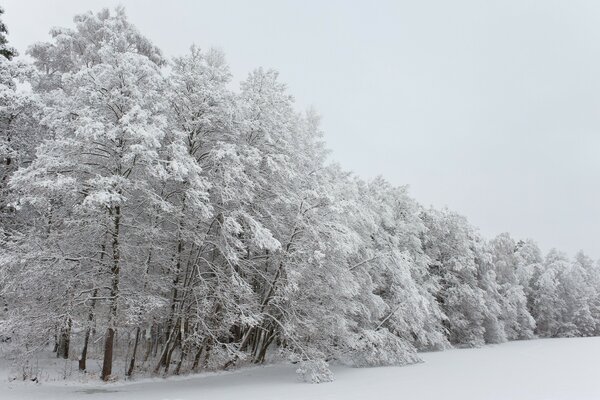 冬季景观树在雪地里