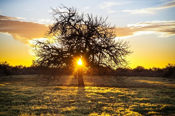 A tree on the background of a yellow sunset