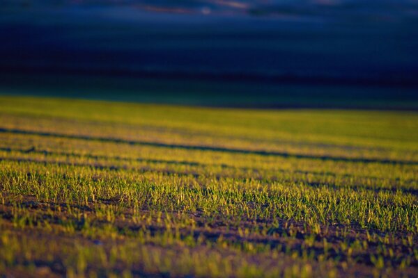 A sown field on a blue background