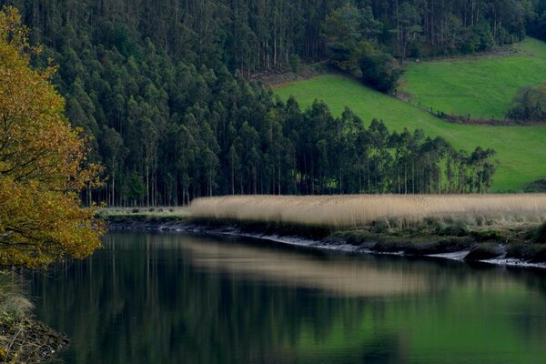 Rivière dans le paysage de forêt de montagne