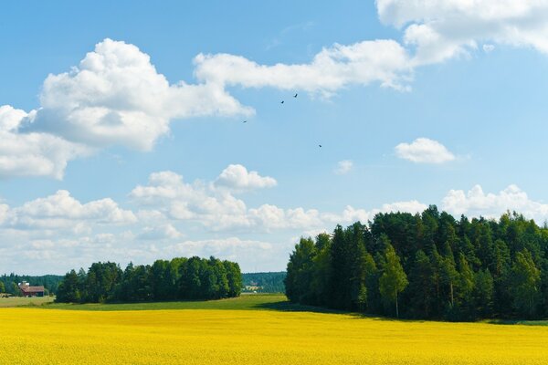 Ein goldenes Feld unter blauem Himmel