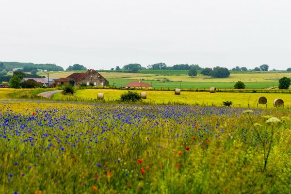 Campo de flores perto do campo com Palheiros