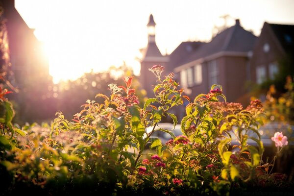 Schöne Blumen auf dem Hintergrund der europäischen Häuser