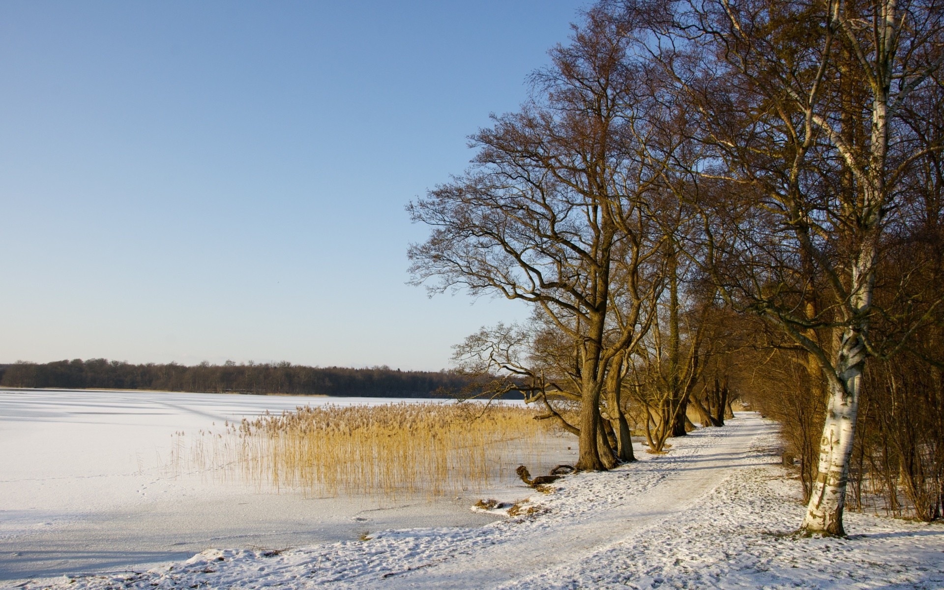 europe hiver arbre paysage nature neige bois automne à l extérieur froid rural gel campagne météo saison beau temps eau glace aube parc